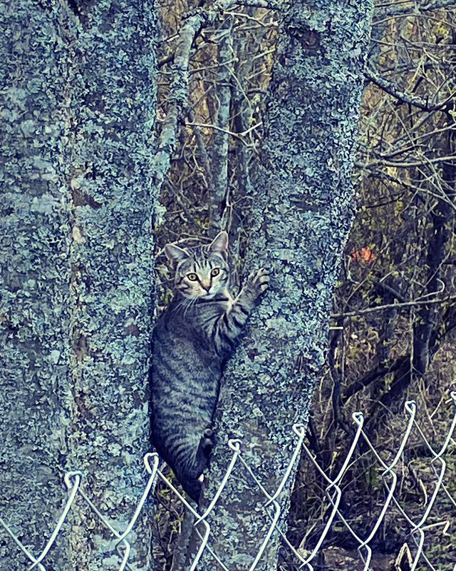 disha_prokopeva в LOOKY. . 🐈‍⬛