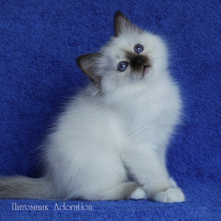 sacredbirman в LOOKY — фото 3