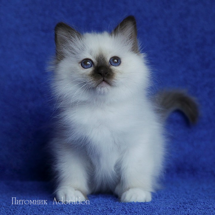 sacredbirman в LOOKY — фото 4
