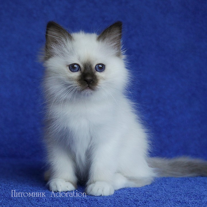sacredbirman в LOOKY — фото 2