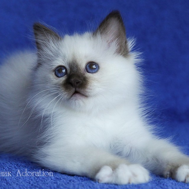 sacredbirman в LOOKY — фото 5