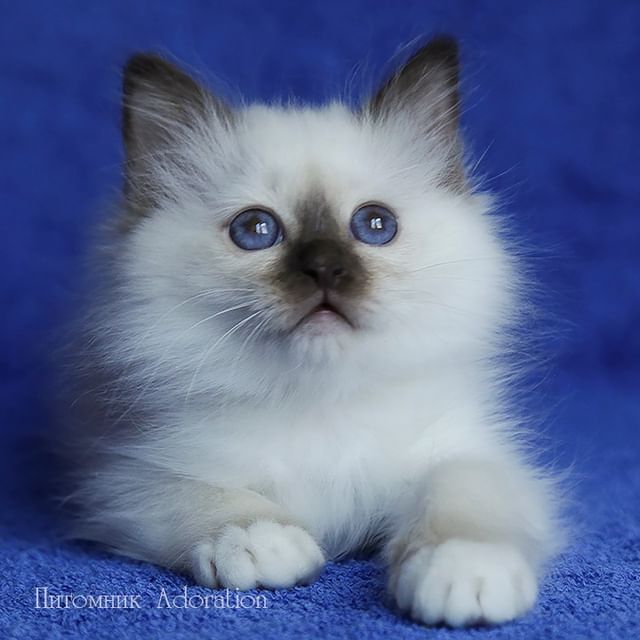 sacredbirman в LOOKY. #священнаябирма,#бирманскийкотенок,#бирманскаякошка,#породистыекотята. 🐱 Девочка #священна...