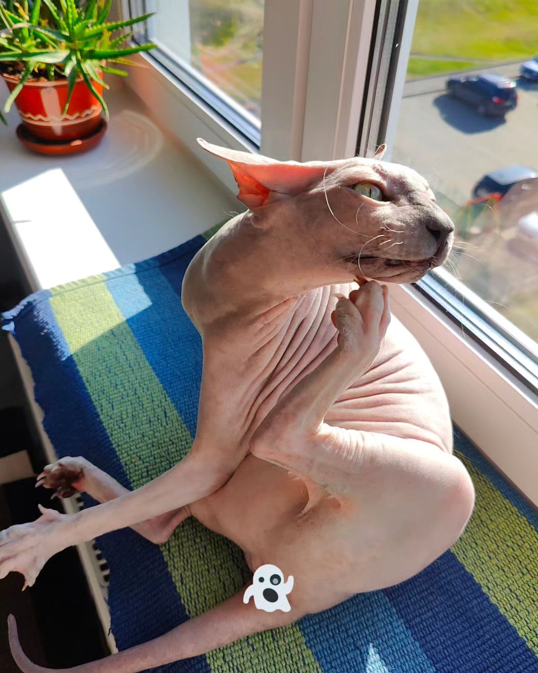 eva_sphynx_cat в LOOKY — фото 2