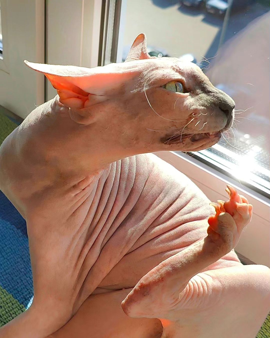 eva_sphynx_cat в LOOKY — фото 3