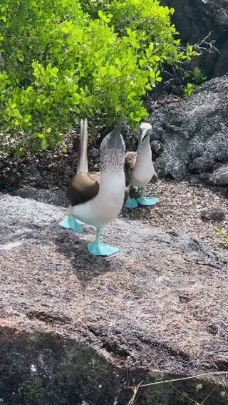 dino_selimi в LOOKY. . The blue - footed bo...