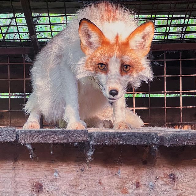 myfoxfamily в LOOKY. . Всё серьёзно😎 опаса...