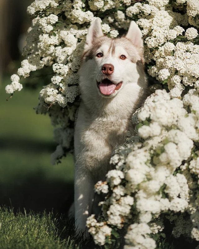 ekaterina_haraman в LOOKY. #выставки,#husky,#sebirianhusky,#хаски,#выставкасобак,#щенкихаски,#dog,#doggie,#сибирскийхаски,#собаки,#dogs_of_instagram,#dogs,#lovedogs,#happydog,#instadog,#haski,#puppy,#puppyhusky,#instagramdogs,#happydog,#huskygram,#cutedog,#puppydog,#красота,#природа,#любовь. Моя девочка ❤️ 
#выс...