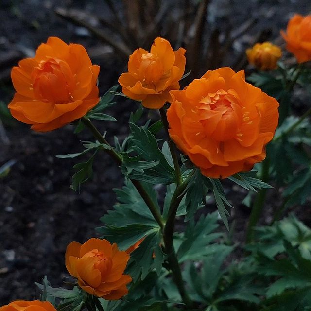olga_andreeva54 в LOOKY. #жизнь_штука_интересная,#воспоминание_греют_душу. #жизнь_штука_интерес...