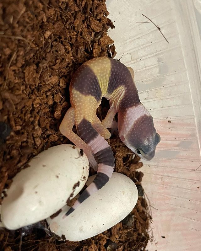 exzoopark_by в LOOKY. #exzoopark_by,#машамузасоколовская,#эублефар,#эубрефары,#eublepharismacularius,#eublepharis,#reptile. Малыш №3 сезона 2023...