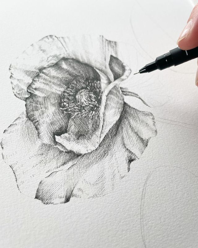 Ksenia • Visual artist в LOOKY. #graphicsartist,#botanicalartist,#botanicalgraphicsartist,#артграфика,#визуальныйхудожник,#ботаническаяграфика,#ботаническийхудожник,#poppy,#poppiesflowers,#poppiesillustration,#маки,#иллюстрациялинером. • Poppies compositio...