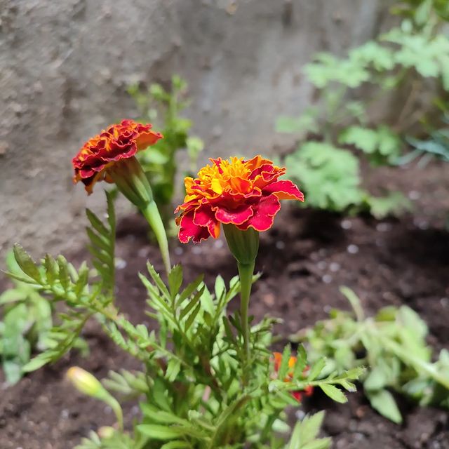 hi_saidi в LOOKY. . First flowers of the...