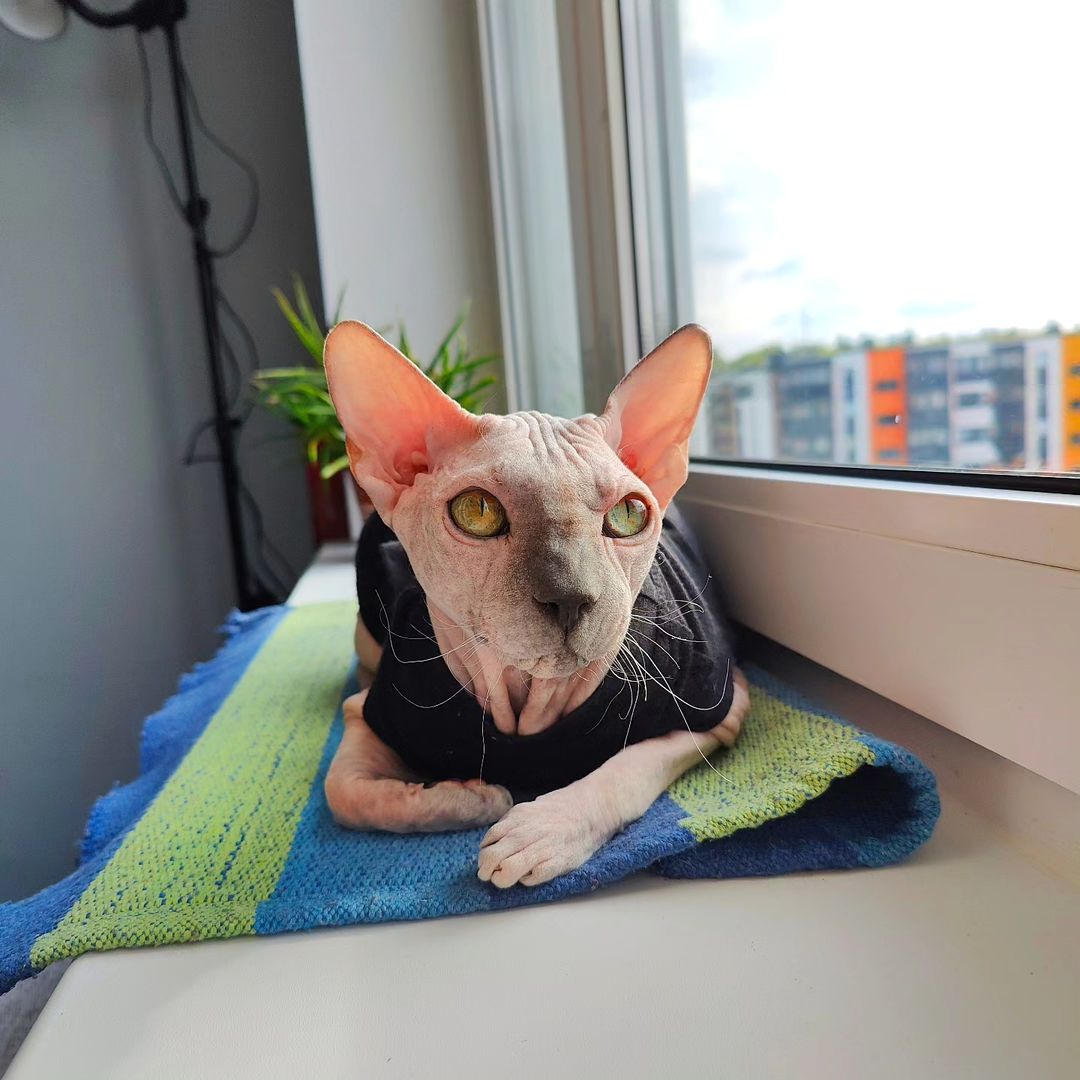 eva_sphynx_cat в LOOKY — фото 3