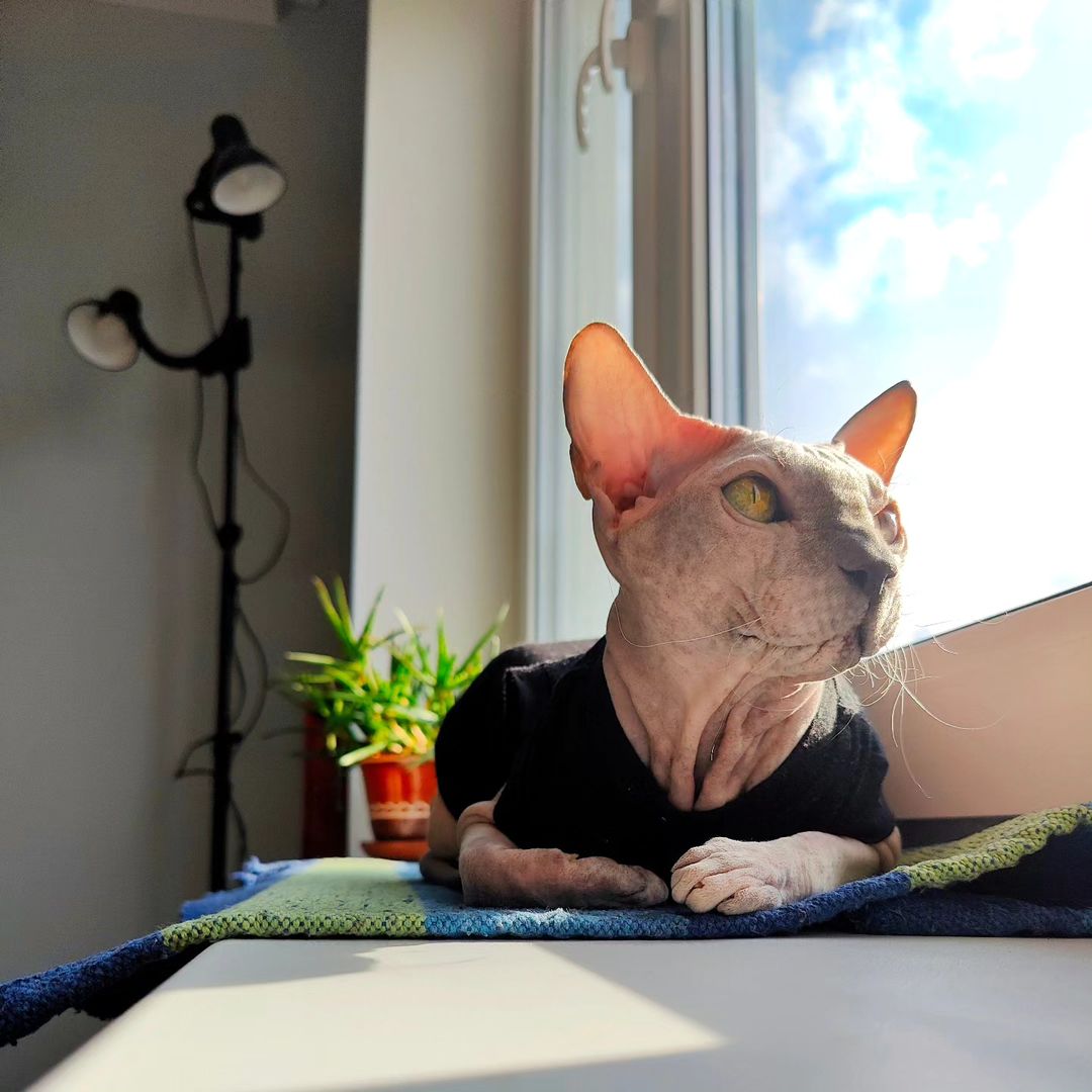 eva_sphynx_cat в LOOKY — фото 2