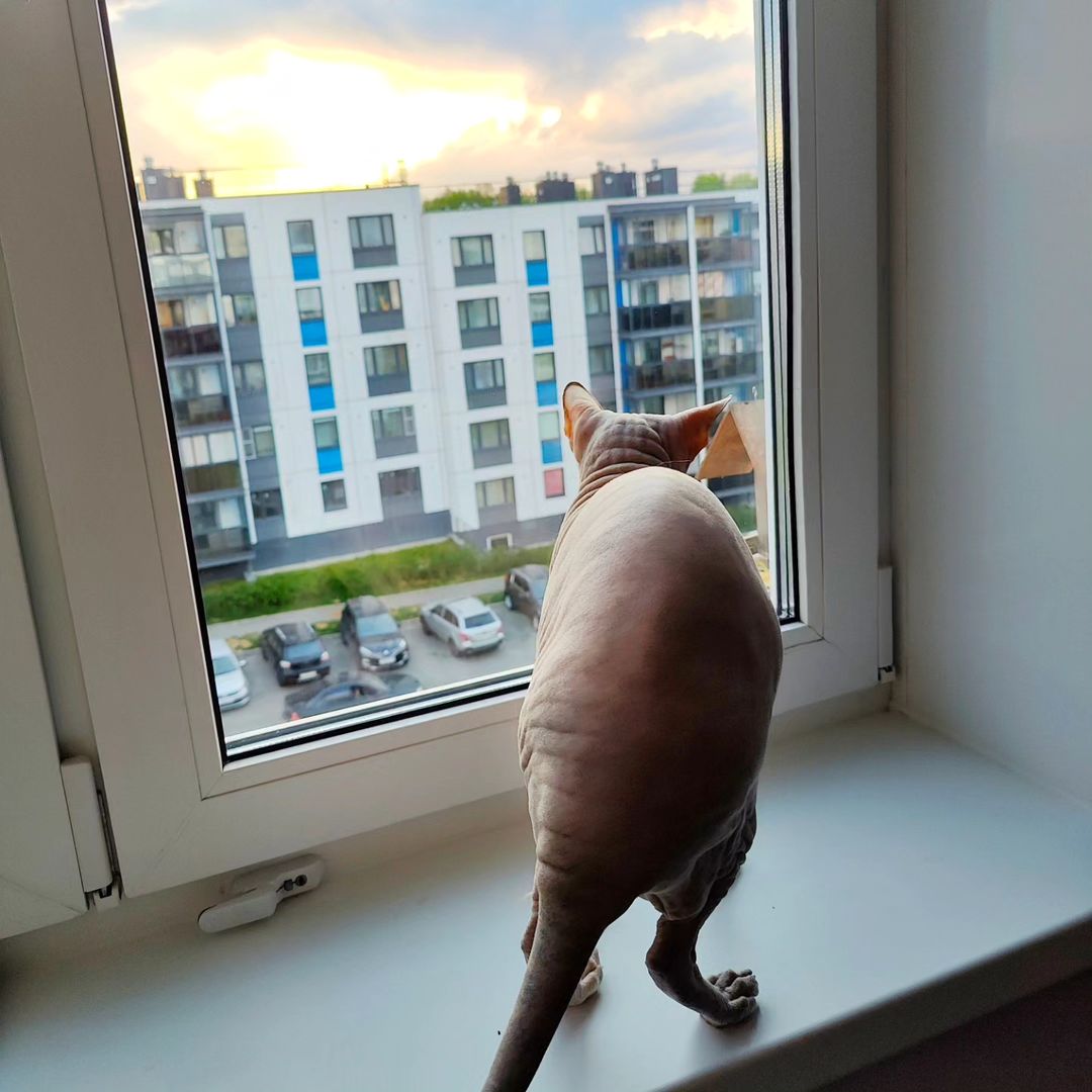eva_sphynx_cat в LOOKY — фото 4