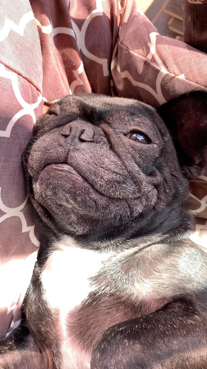 _bulldog__family_ в LOOKY. #французскийбульдог,#собакакайфовака,#животныелюбимые. Обстановка по кайфу ...