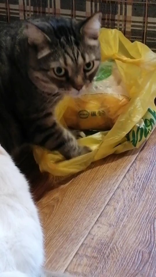 motynews в LOOKY. . Мы котики очень люби...