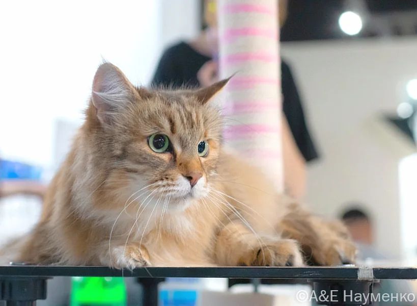 mycatgrooming in LOOKY. #красивыекошки,#ухоженныекошки,#грумингкошек,#выставкакошек,#выставкакошекмосква,#клклой,#синичкиныпосиделки,#домуслюбимус,#yukihocats. Вообще я уже фигову ...