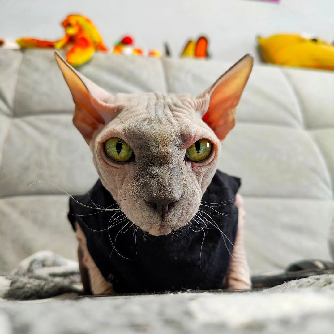 eva_sphynx_cat в LOOKY — фото 3
