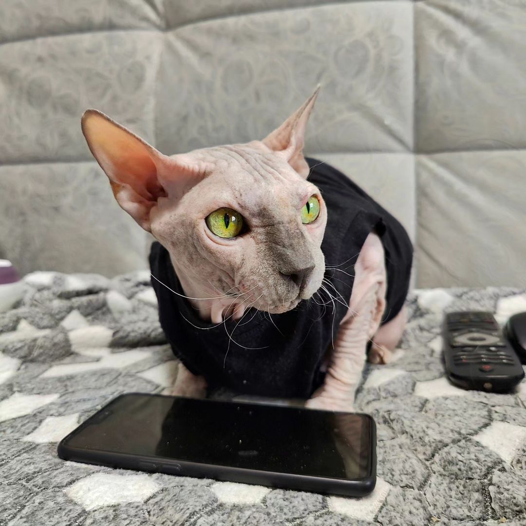 eva_sphynx_cat в LOOKY — фото 4
