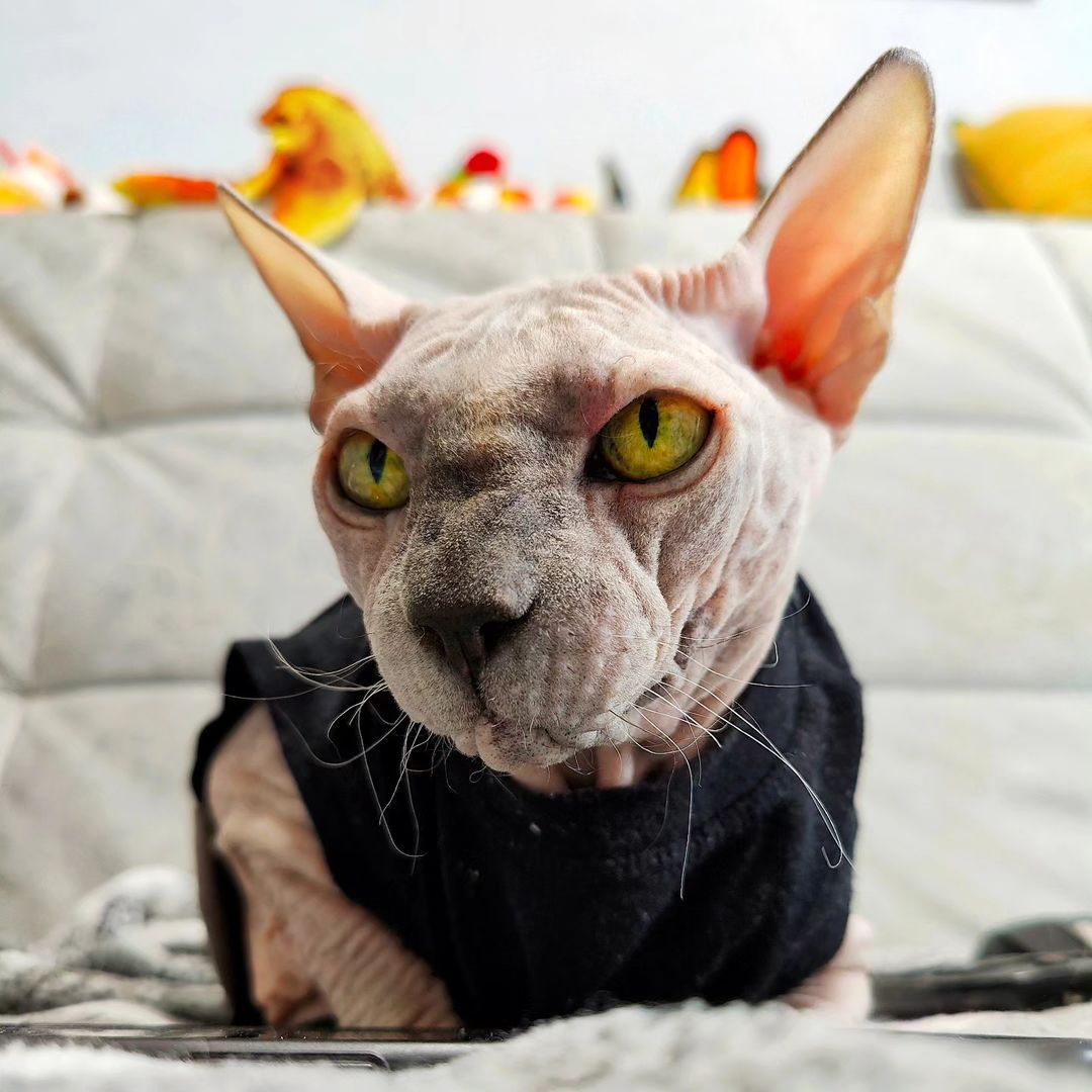 eva_sphynx_cat в LOOKY — фото 2