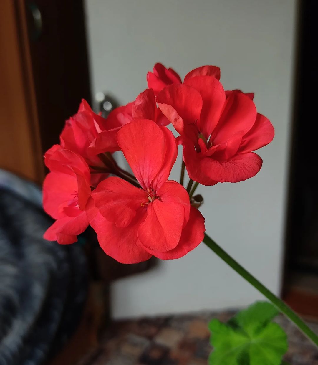 Из всех цветущих растений, которые я пробовала выращивать, пеларгонии лучше всех переносят прямые солнечные лучи. Может это и не самое моë любимое растение, но зато оно очень любит мой подоконник