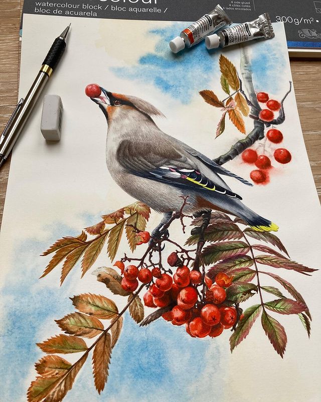mariayarmish_botanicalart в LOOKY. #рисуноксвиристели,#свиристель,#птицыакварелью,#свиристельакварелью,#watercolirbirds,#waxwing,#birdsillustration,#sabaartist,#художникахби. Это был прекрасный з...