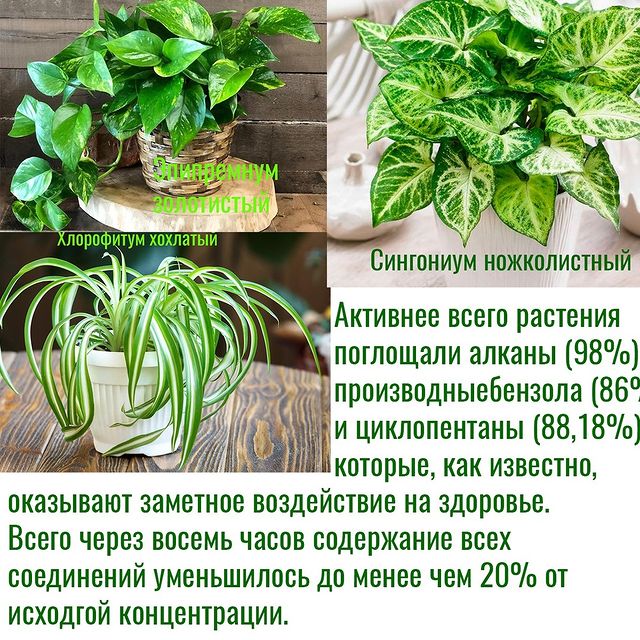 doctor_tsoi в LOOKY. . Экология. Вместо фил...
