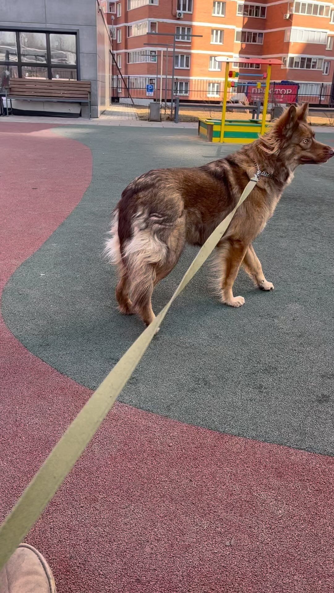 nadin.zn в LOOKY. #dog,#doglover,#dogsofinstagram,#funnyvideos,#humor,#собака,#животные,#funnydogs,#funnyanimals. Вот такой был холодн...