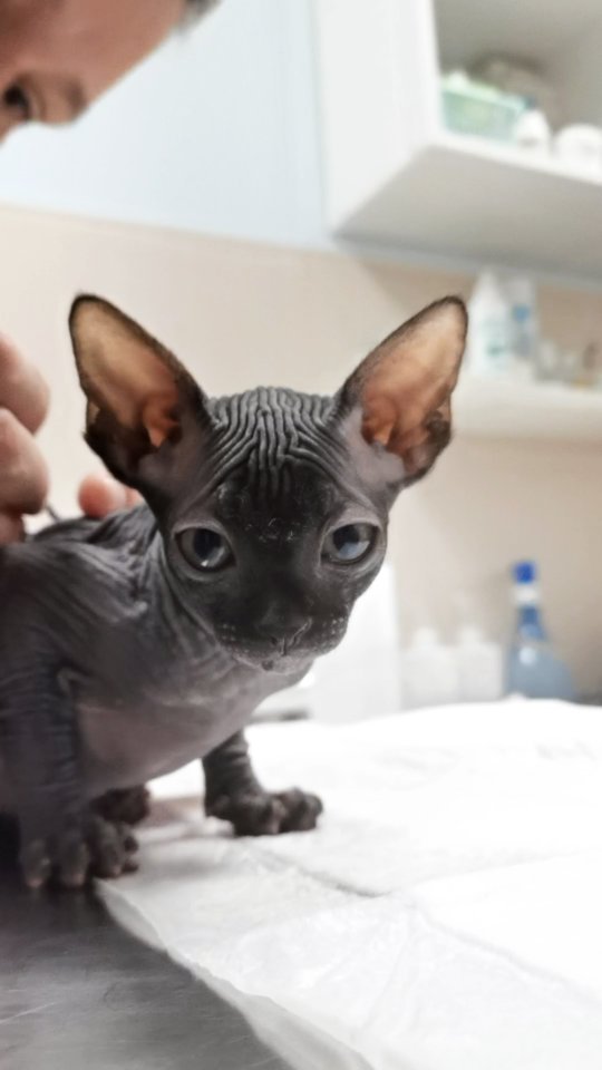 kondorvet_clinic в LOOKY. #кондорвет,#кондор,#ветклиника,#сфинкс. После рождения, в св...