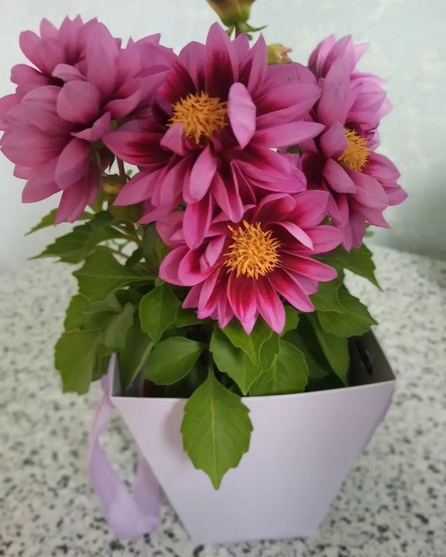 elen_glass в LOOKY. . От благодарных родит...