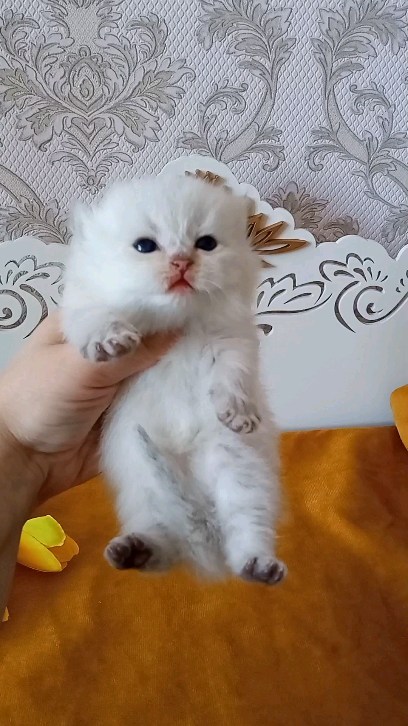 cattery_fiori.zen в LOOKY. . Подрастает наш чудес...