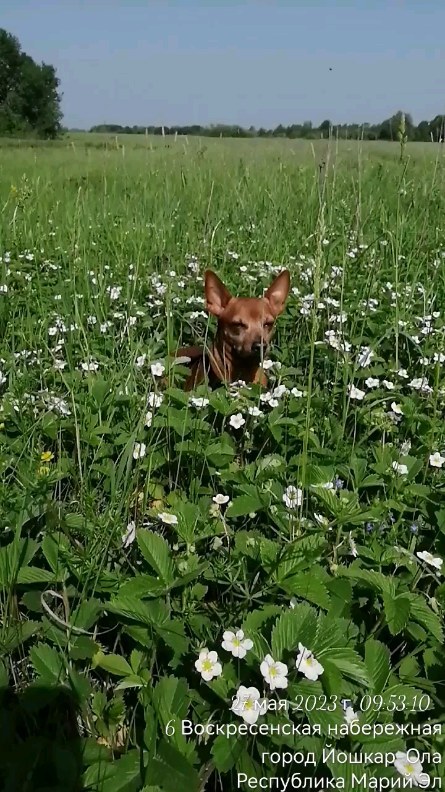 iriska05.06 в LOOKY. . 🐾🐕Скоро ягодки буд...