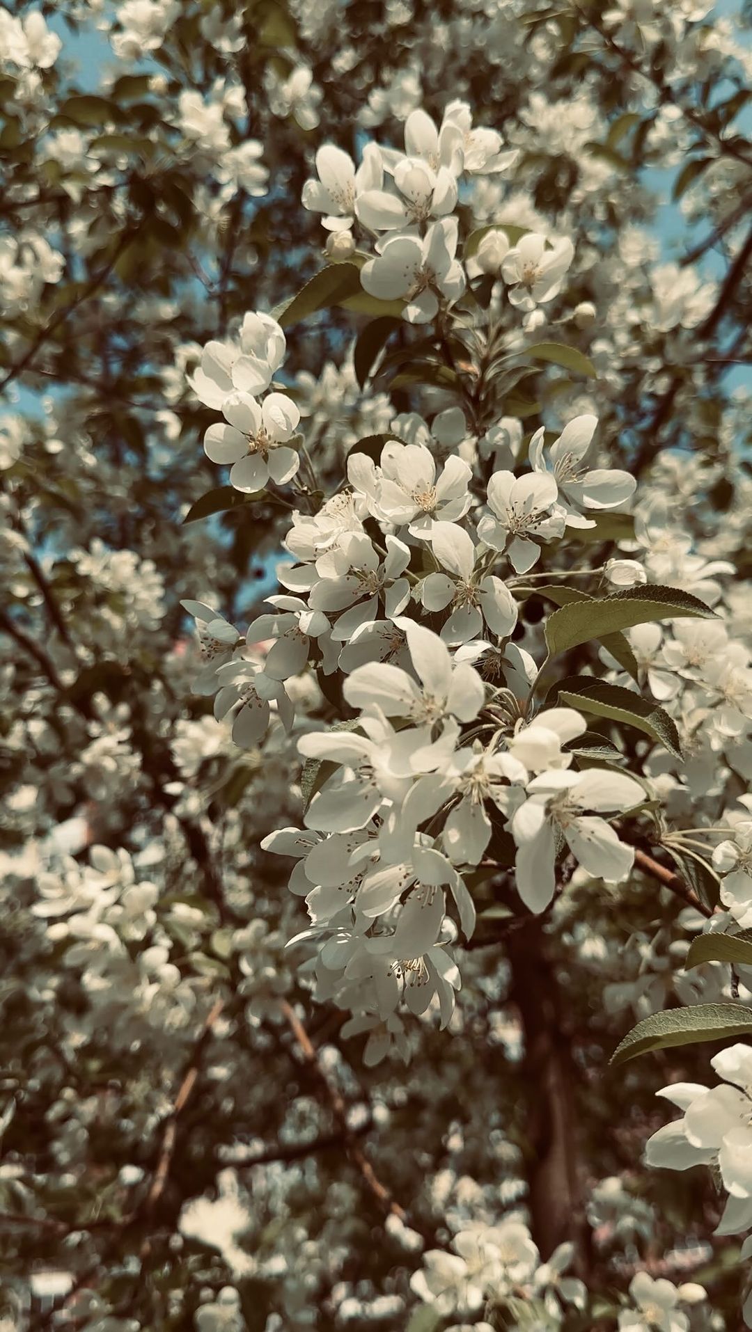 elena_minasyan_vm в LOOKY. #reelsideas#flowers#nature,#съемкарилснск#видеосъемканск#контентсъемканск#рилрмейкер#идеидлярилс. Трек для твоего атмо...