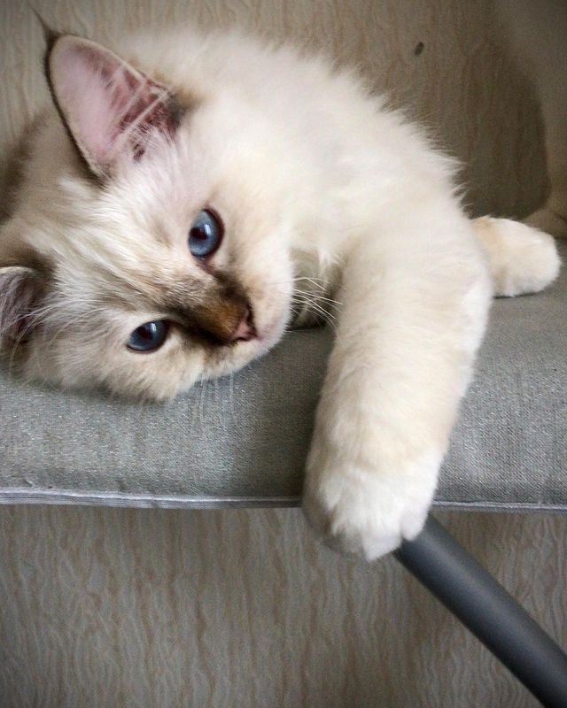 svetlana14064 в LOOKY. #священнаябирмакотята,#продажакотят,#продажапородистыхкотят,#свободныекотята,#питомниксвященнойбирмы,#продажакотятмосква,#шарлинфэмили,#бусиныкотята,#хочукотенка. Бонифаций Шарлин Фэм...