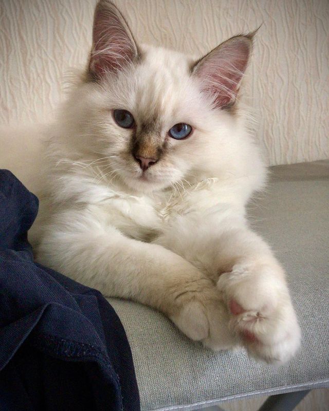 svetlana14064 в LOOKY. . Малыш готов к переез...