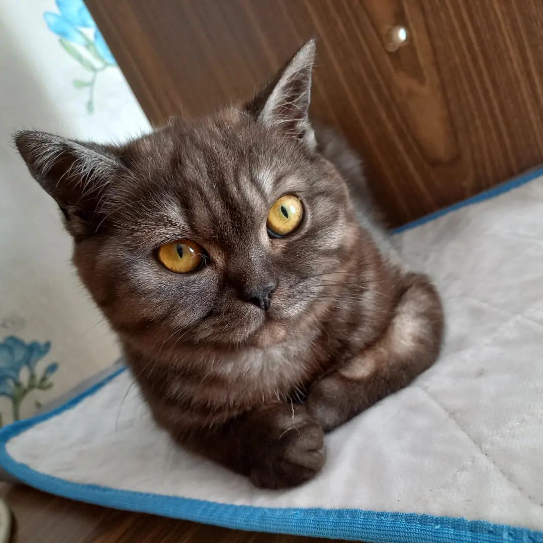 Милка ❤️

Скучает без Зефирчика 🐈‍⬛