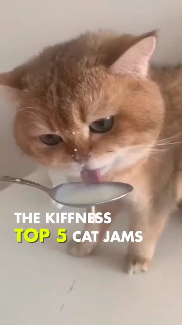 etv.su в LOOKY. #cat,#music. Горячая пятерка кото...