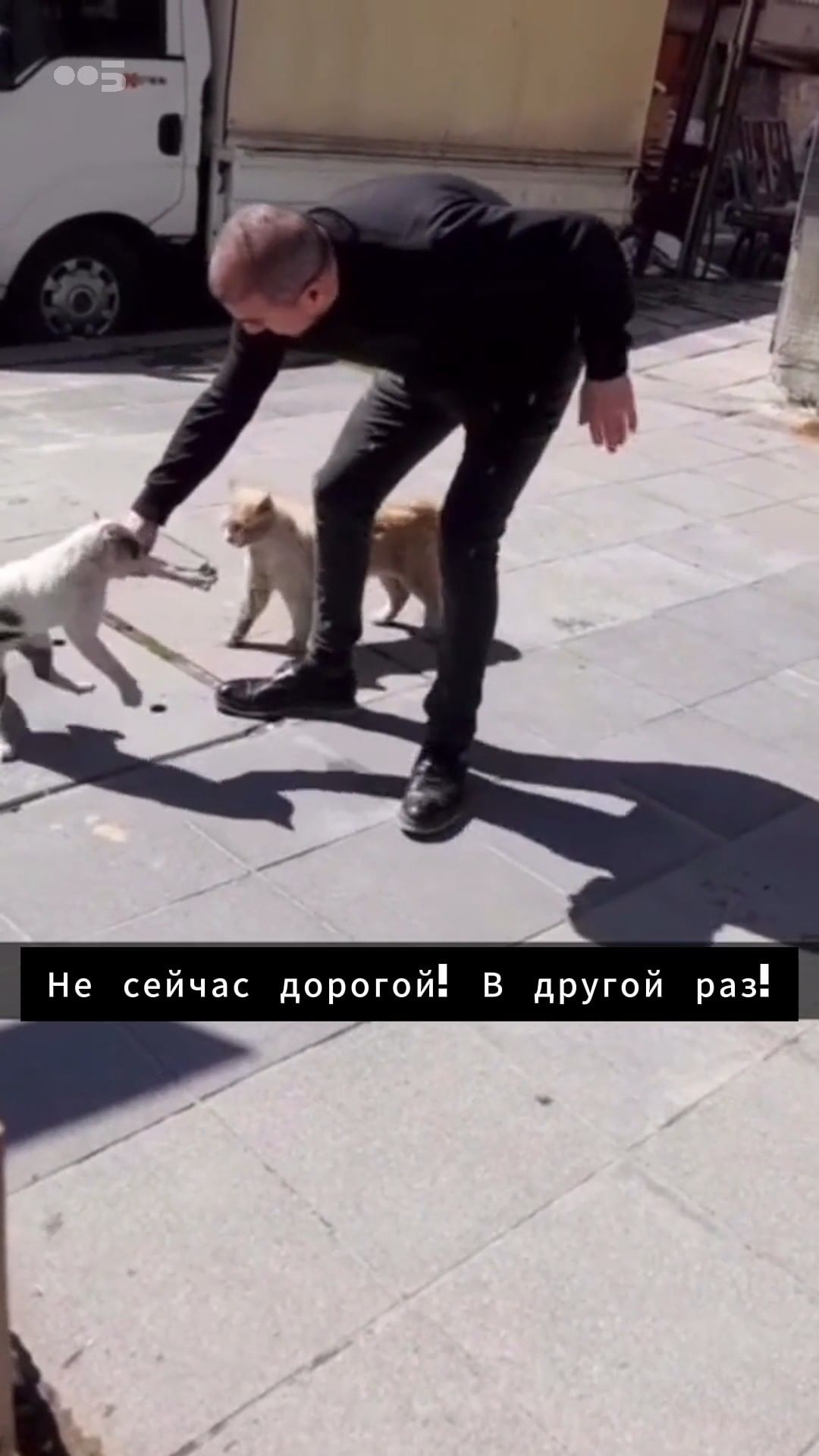 etv.su в LOOKY. #коты,#разборки. Не сейчас дорогой! В...