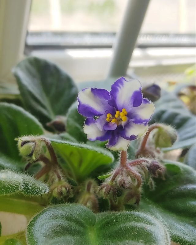 korshun_plants в LOOKY. . Первое домашнее цвет...