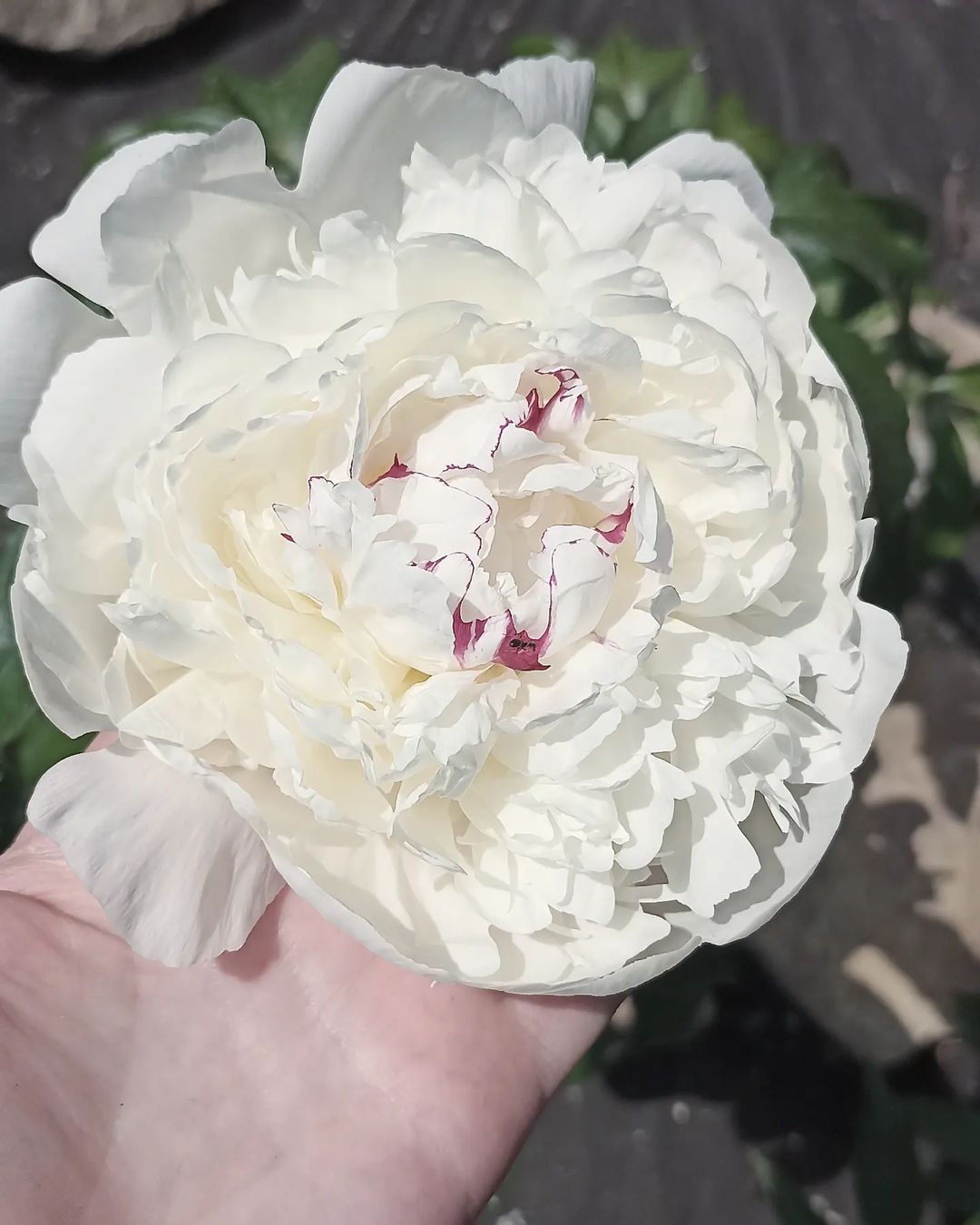 amorosovero_levretki в LOOKY — Белые пионы начали распускаться, какая же красота! 🌺❤️#нашс