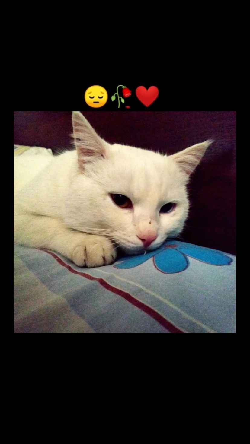 alin.chekkk в LOOKY. . null