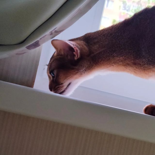 negaladydi в LOOKY. #абиссинскаяжизньнавсегда,#абиссинскиекотята,#котятаизпитомника,#дляценителейабиссинов,#самыекрасивыекотятаунас,#абиссинскиймир,#суперабиссины,#abyssinianthebest,#abyssinian,#abykitten. Нега#абиссинскаякошк...