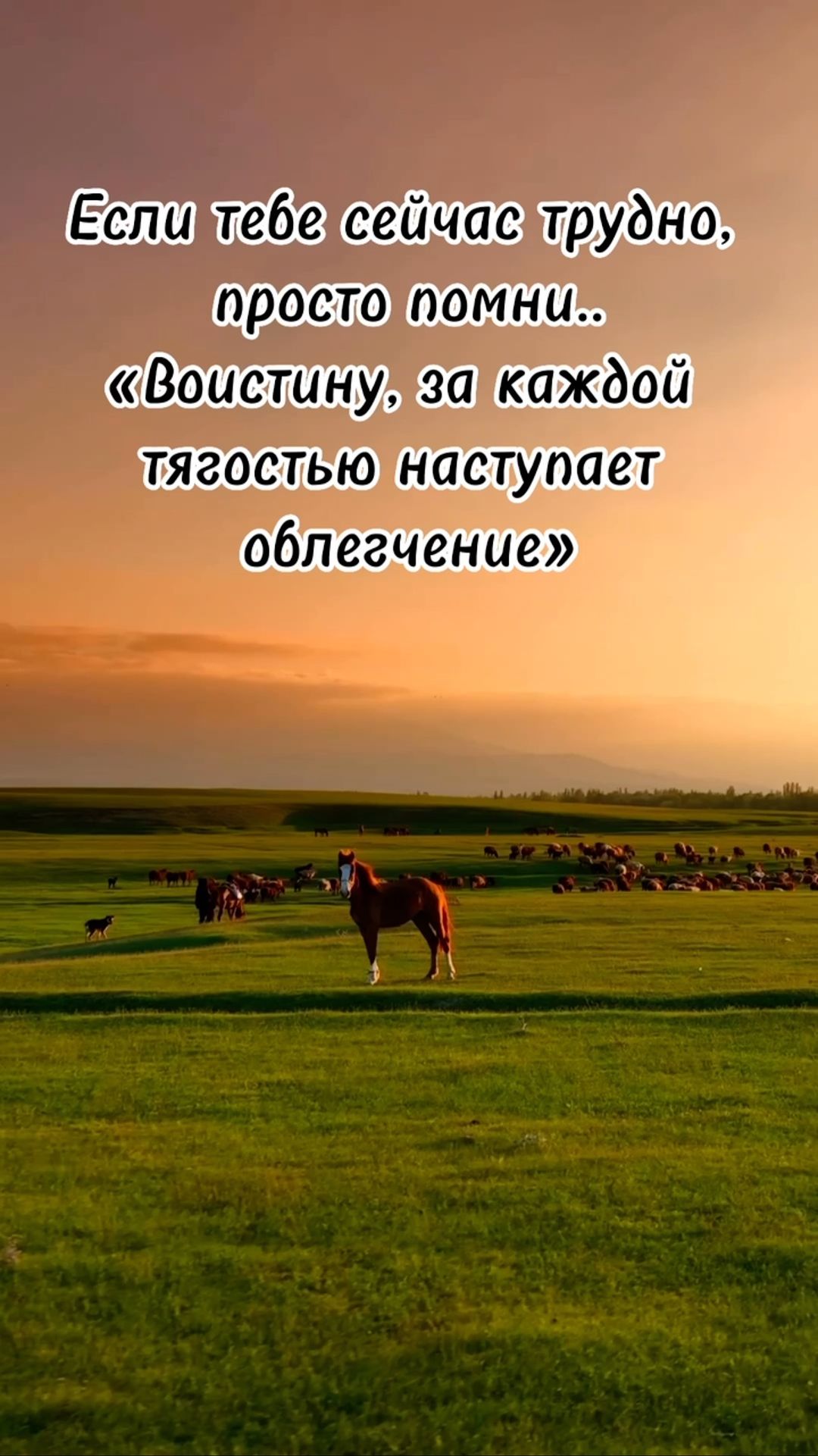 sglaz_porcha в LOOKY. . null