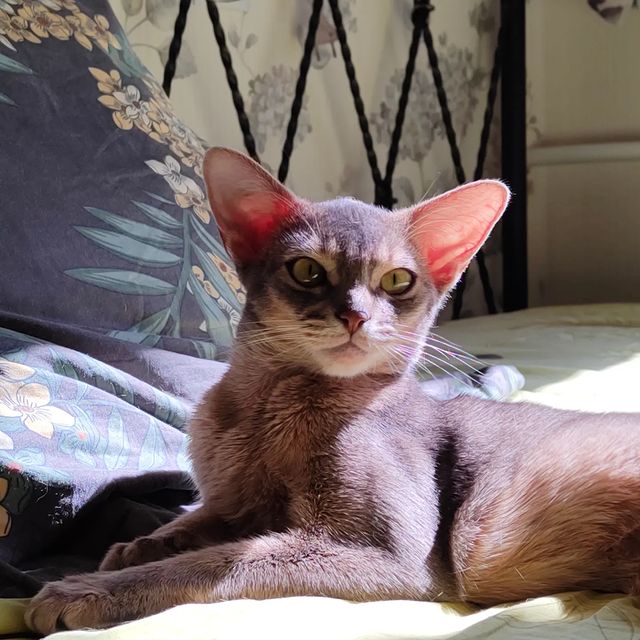 negaladydi в LOOKY. #питомникабиссинскихкотят,#абиссинскиекотятамосква,#abykitten,#abyssinian,#abyssinianthebest,#котятаабики,#унасабиссинскиекотятадлявас,#рязань#простоклассно,#абиссинскийкот,#абиссинскаяпорода. #питомникабиссинских...
