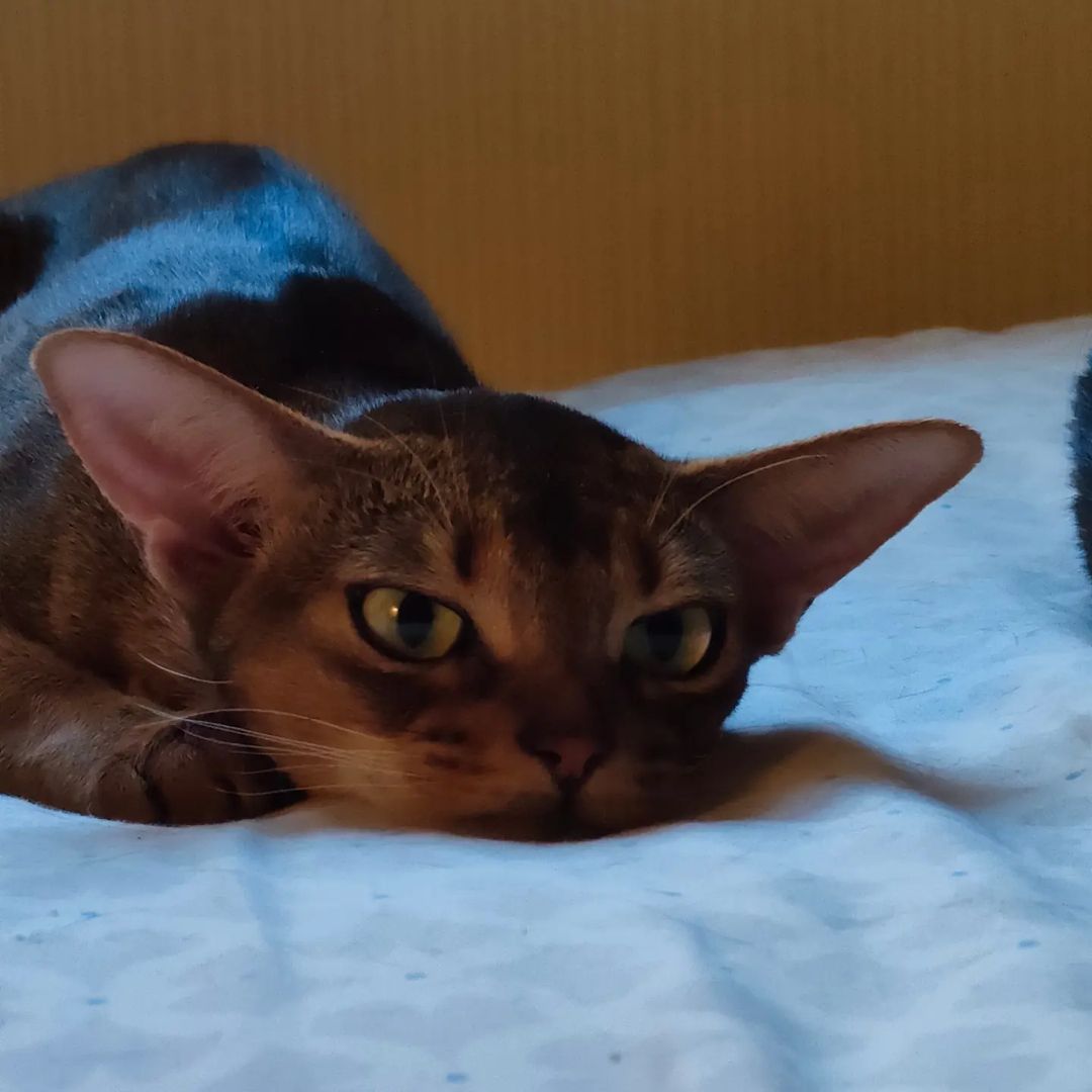negaladydi в LOOKY — #abyssinian #abykitten #aby #abyssinianthebest #абиссинскаяж