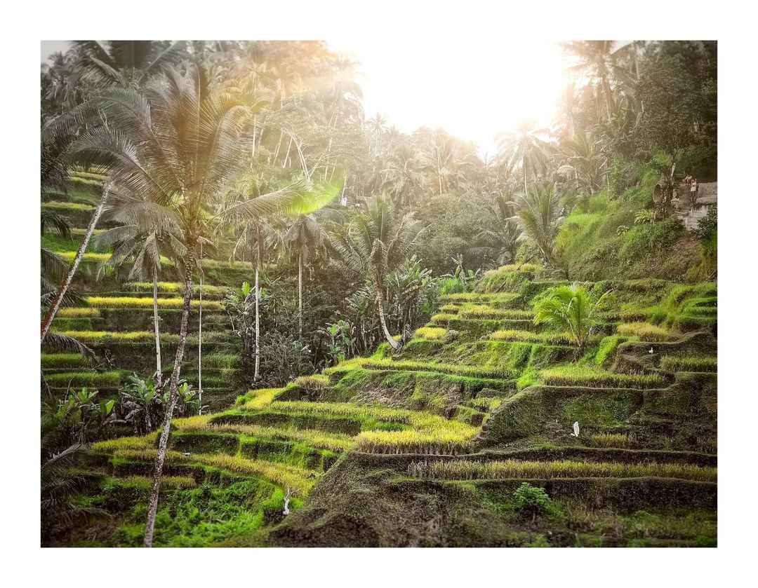 bor.is.here в LOOKY — Rice terrace, Ubud 🇮🇩