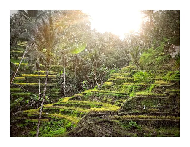 bor.is.here в LOOKY. . Rice terrace, Ubud �...
