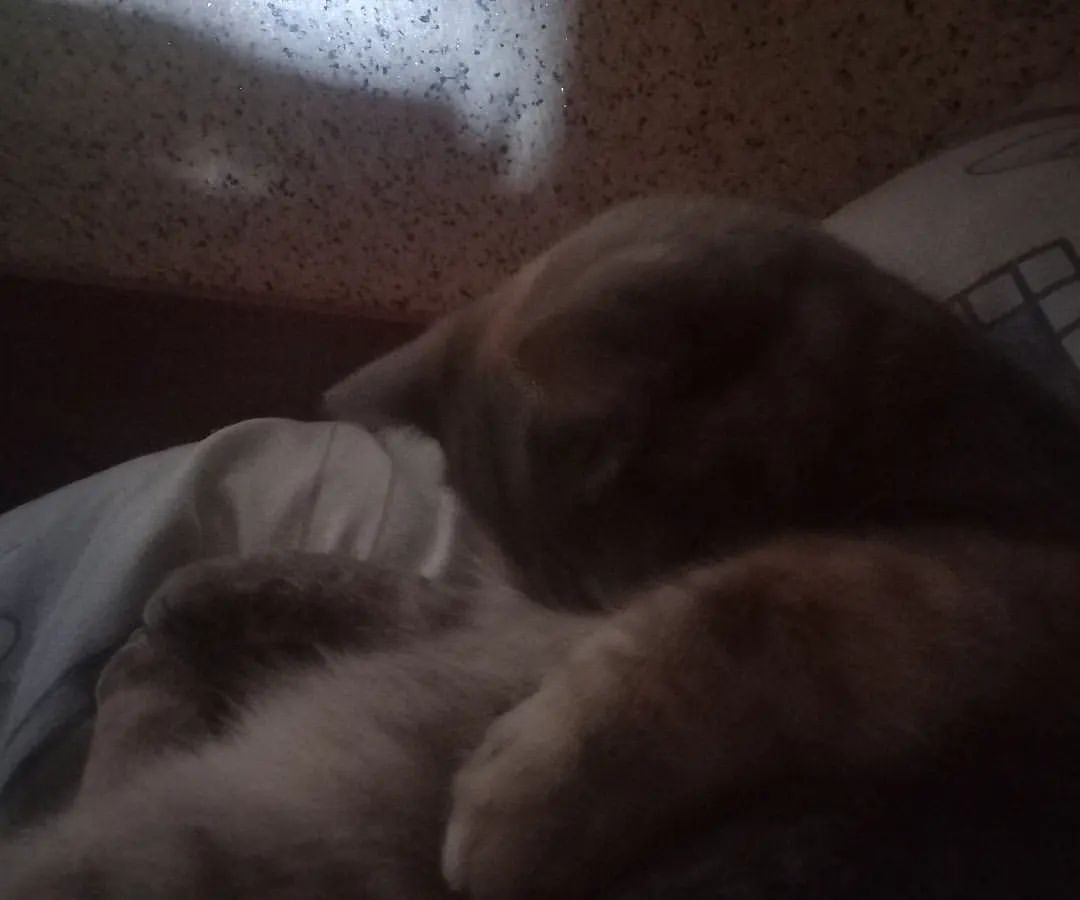 zhenya.leonteva.76 в LOOKY — Доброе утро)❤️🐈🥰
#утро #доброеутро #муся❤️🐈 #кошка #cat #