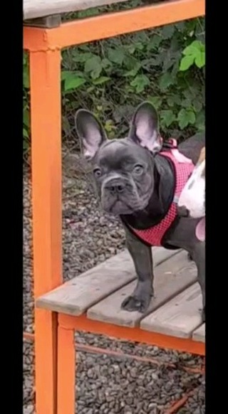 luna.french_family в LOOKY. #пёс,#французик,#французкийбульдог,#французскийбульдогщенки,#французскийбульдогкраснодар,#бульдожка,#бульдог,#бульдогикраснодара,#солнечныйпес. Привет, Я-Даяна , дл...