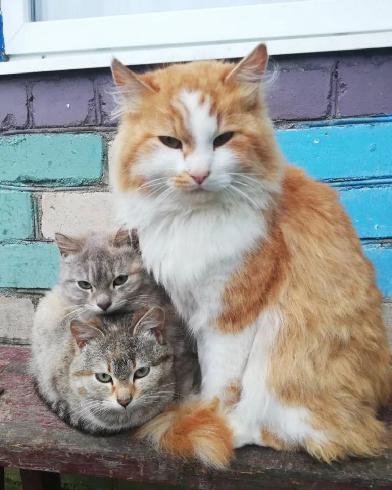 valsoraY yaneshakuL в LOOKY — Коты